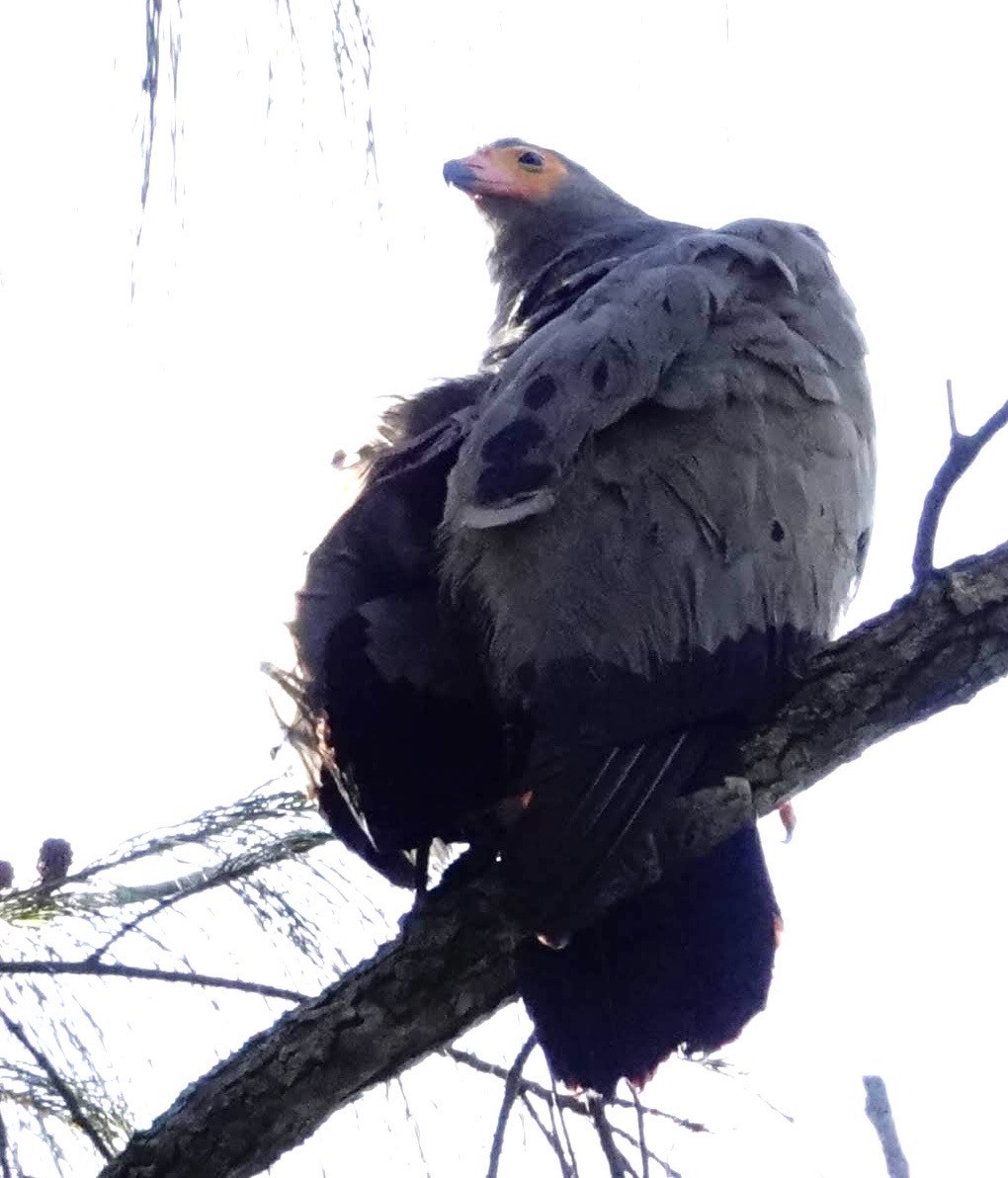 African Harrier-Hawk - ML641431739