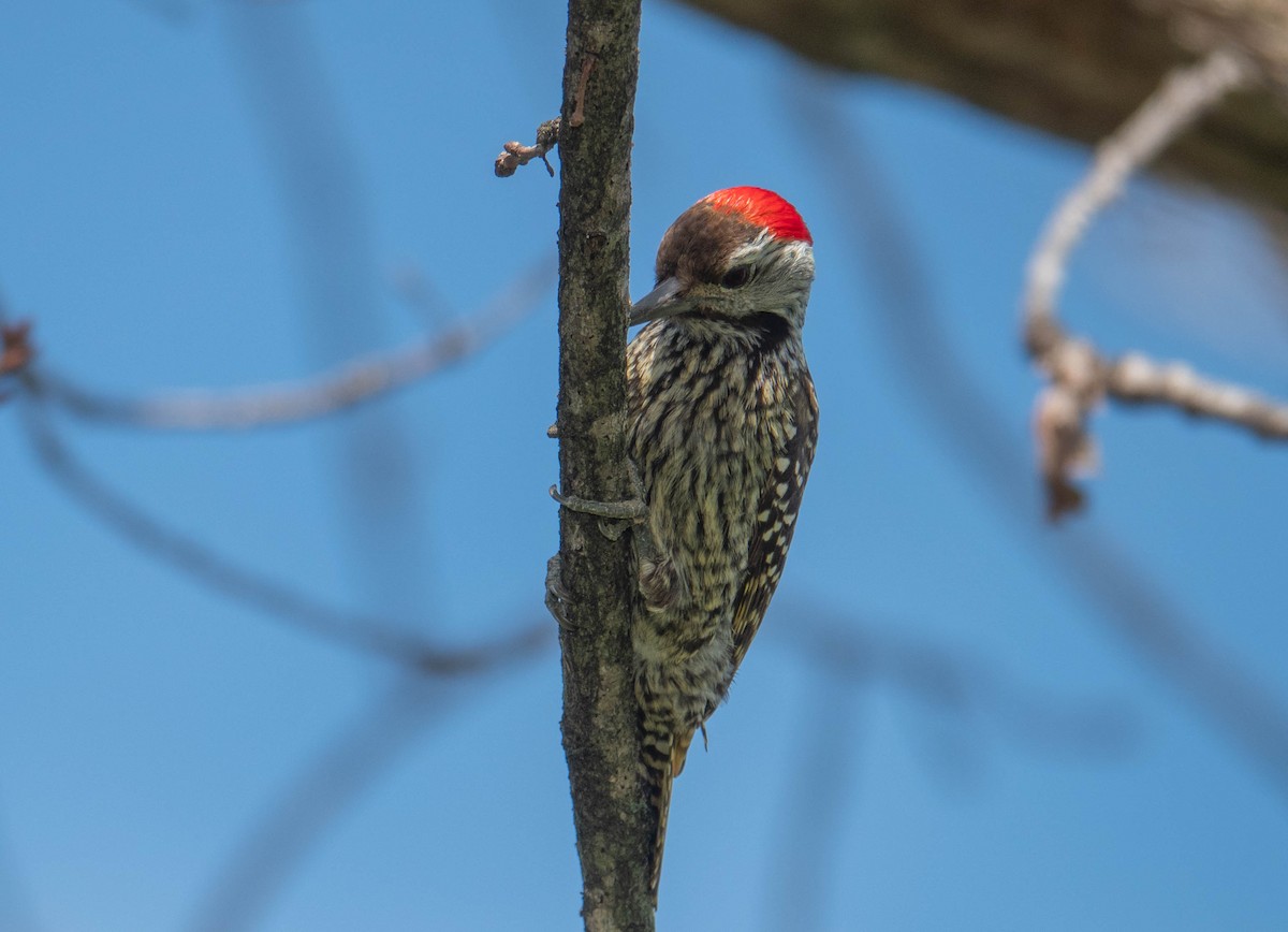 datel kardinálský - ML641431770