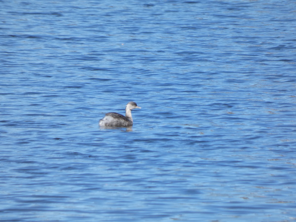 Hoary-headed Grebe - ML641431775