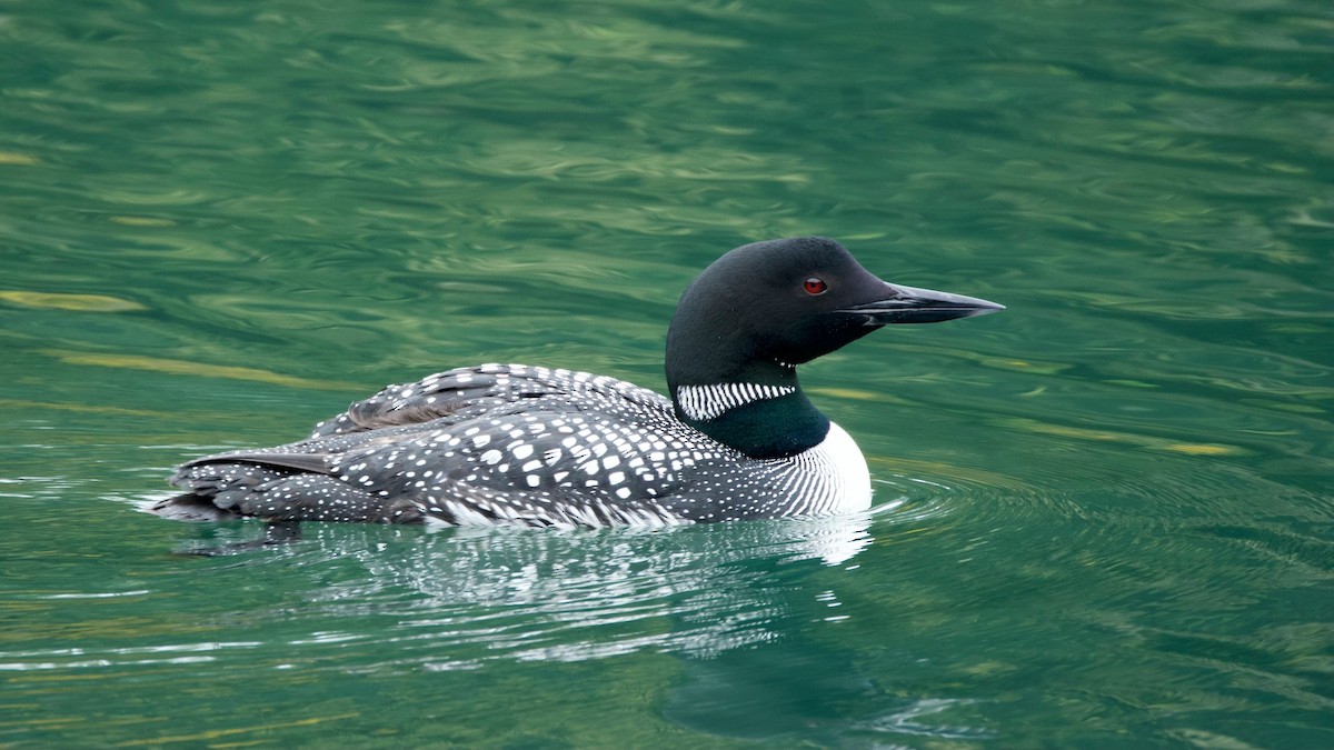 Common Loon - ML641431799