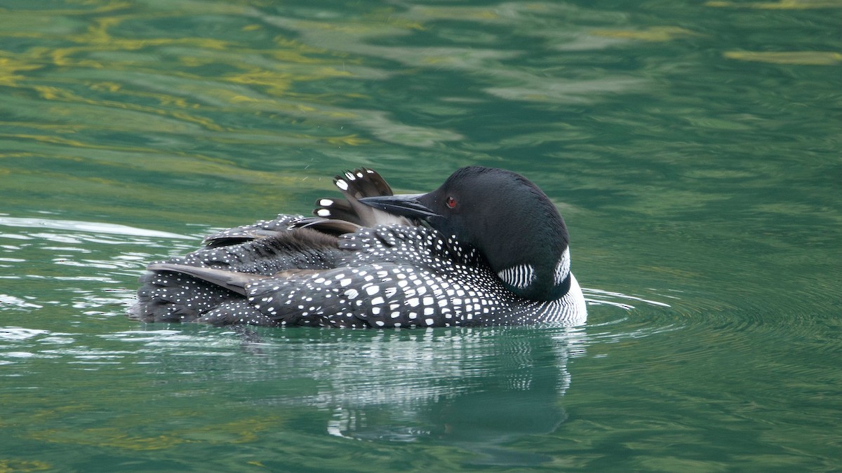 Common Loon - ML641431800