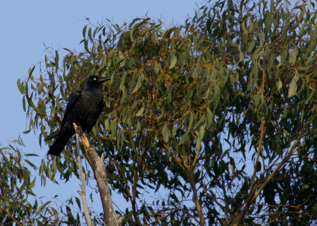 Forest Raven - ML641431841