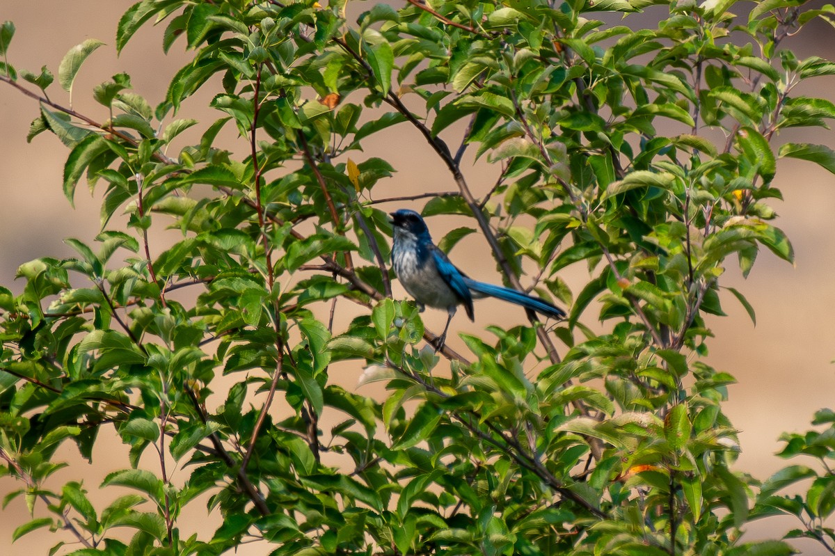 カリフォルニアカケス - ML641431842