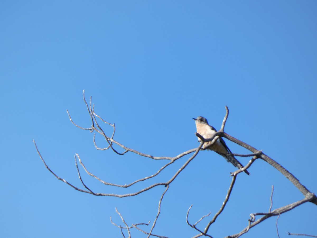 Pallid Cuckoo - ML641431855