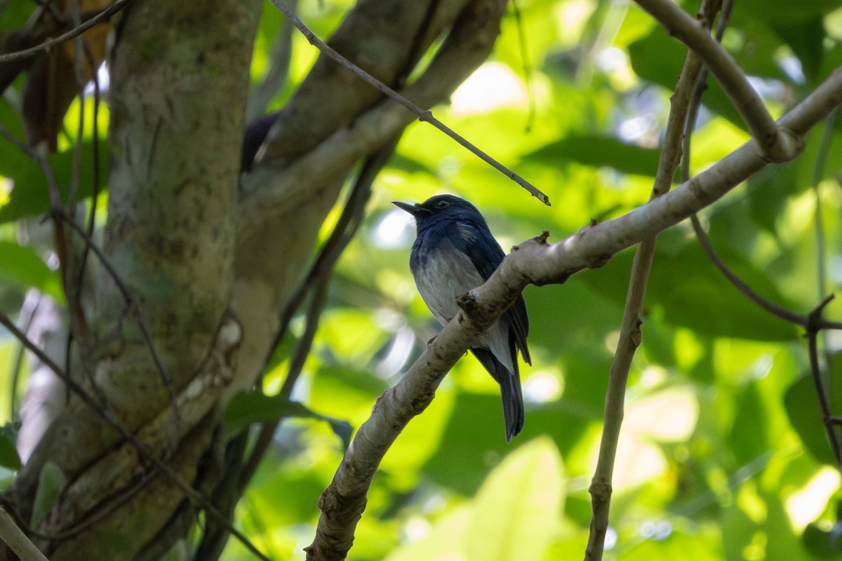 Hainan Blue Flycatcher - ML641431874