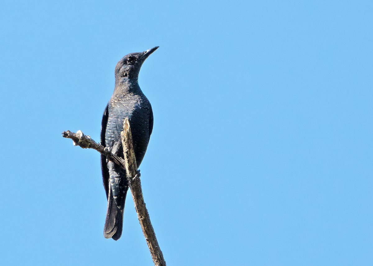 Blue Rock-Thrush - ML641431888