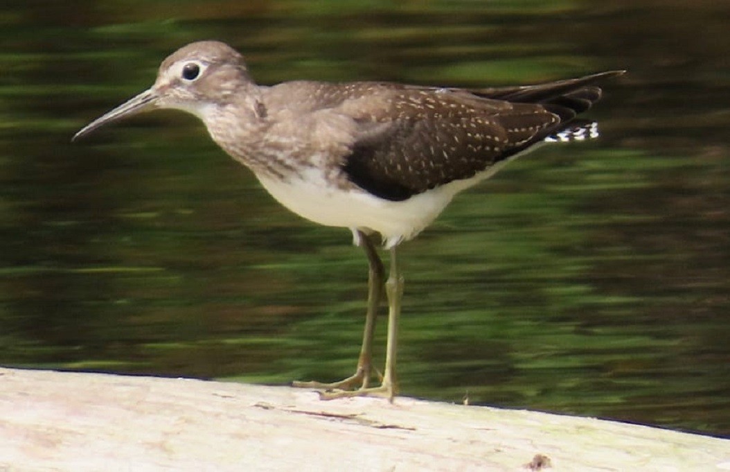 Solitary Sandpiper - ML641431919