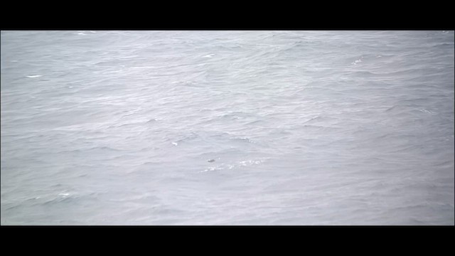 South Polar Skua - ML641431921