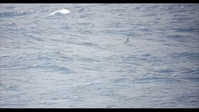 South Polar Skua - ML641431923