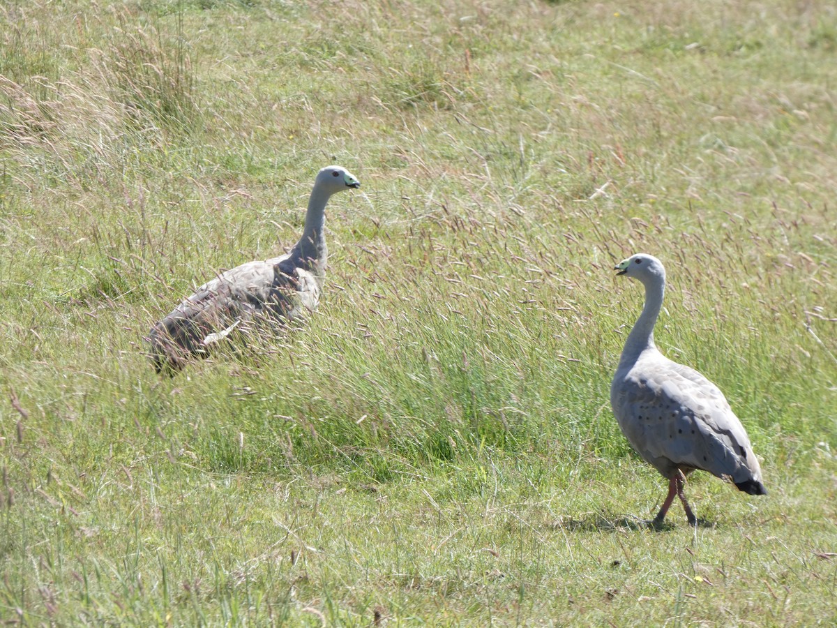 Cape Barren Goose - ML641431933