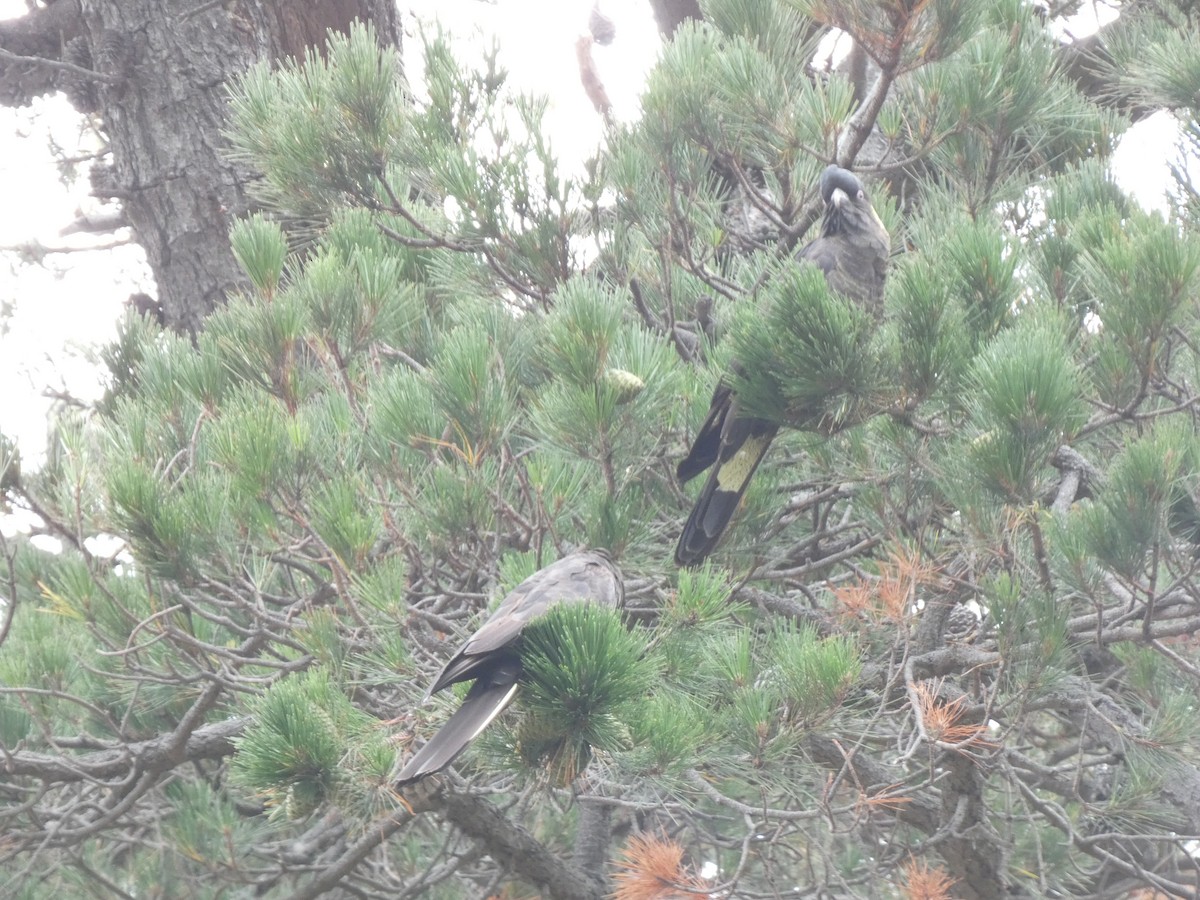 Yellow-tailed Black-Cockatoo - ML641431981
