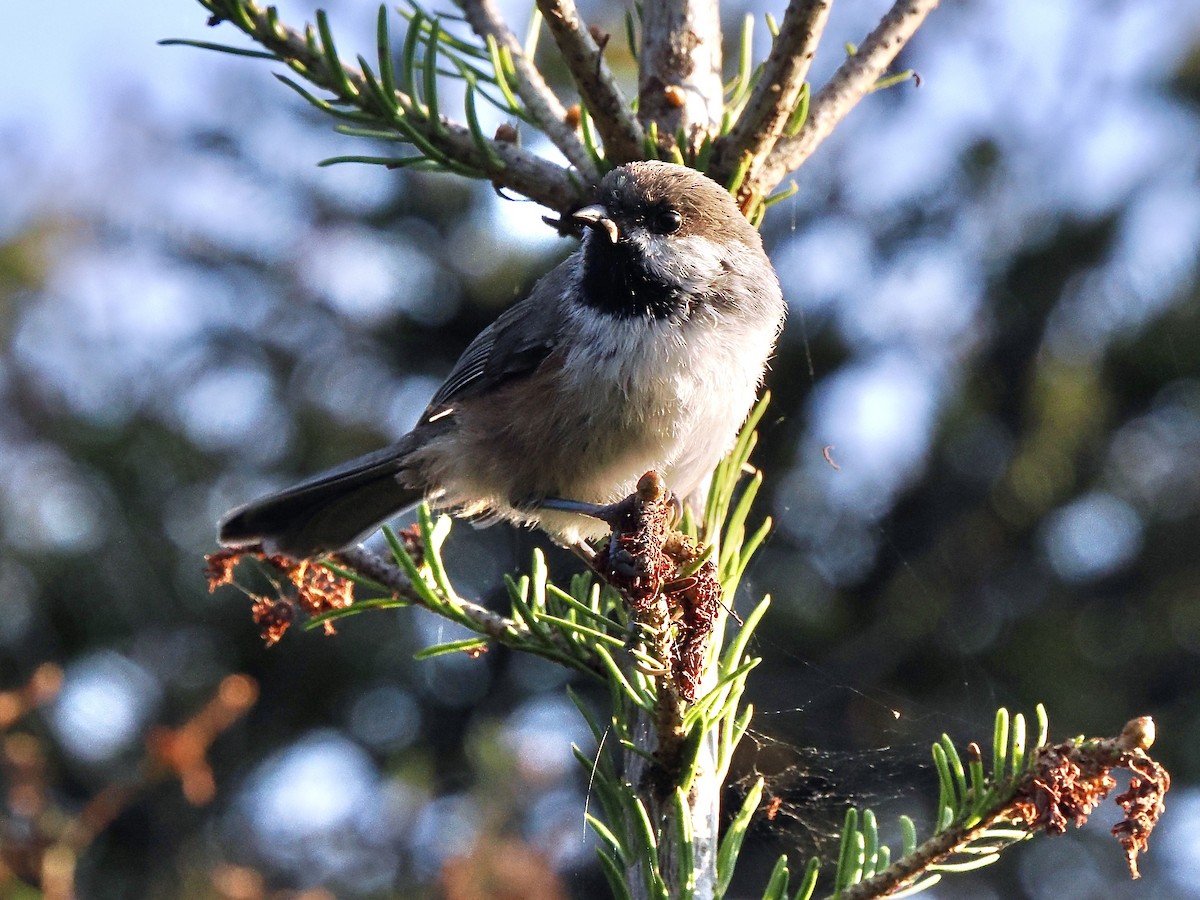 Boreal Chickadee - ML641431989