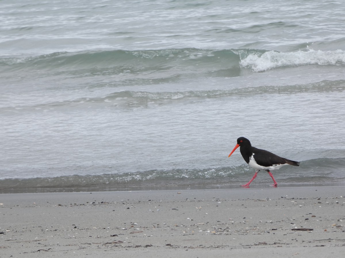 Pied Oystercatcher - ML641432010