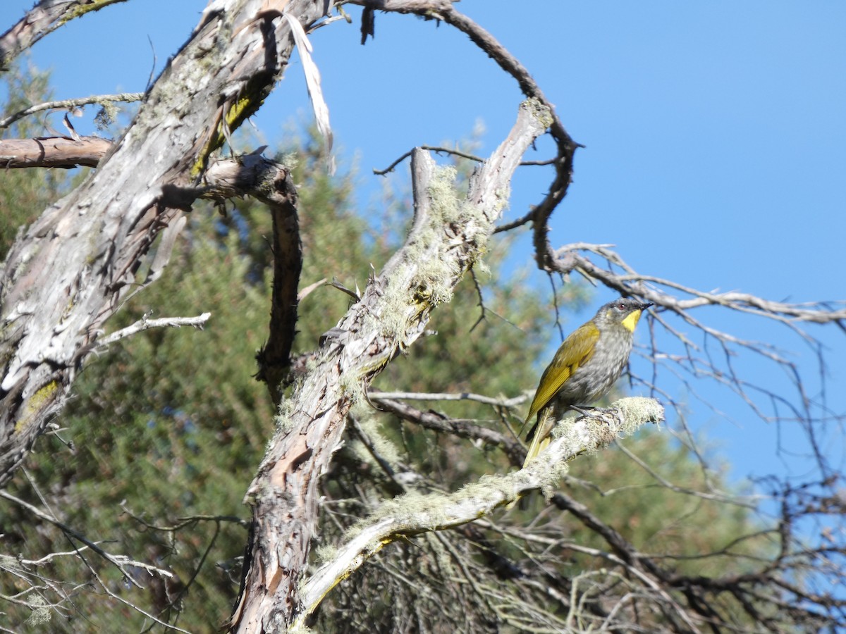Yellow-throated Honeyeater - ML641432042