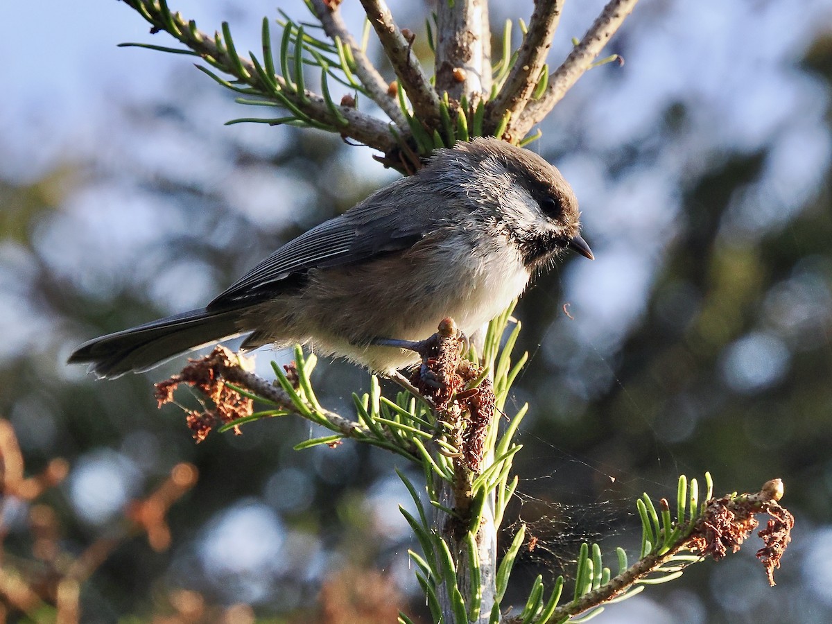 Boreal Chickadee - ML641432051