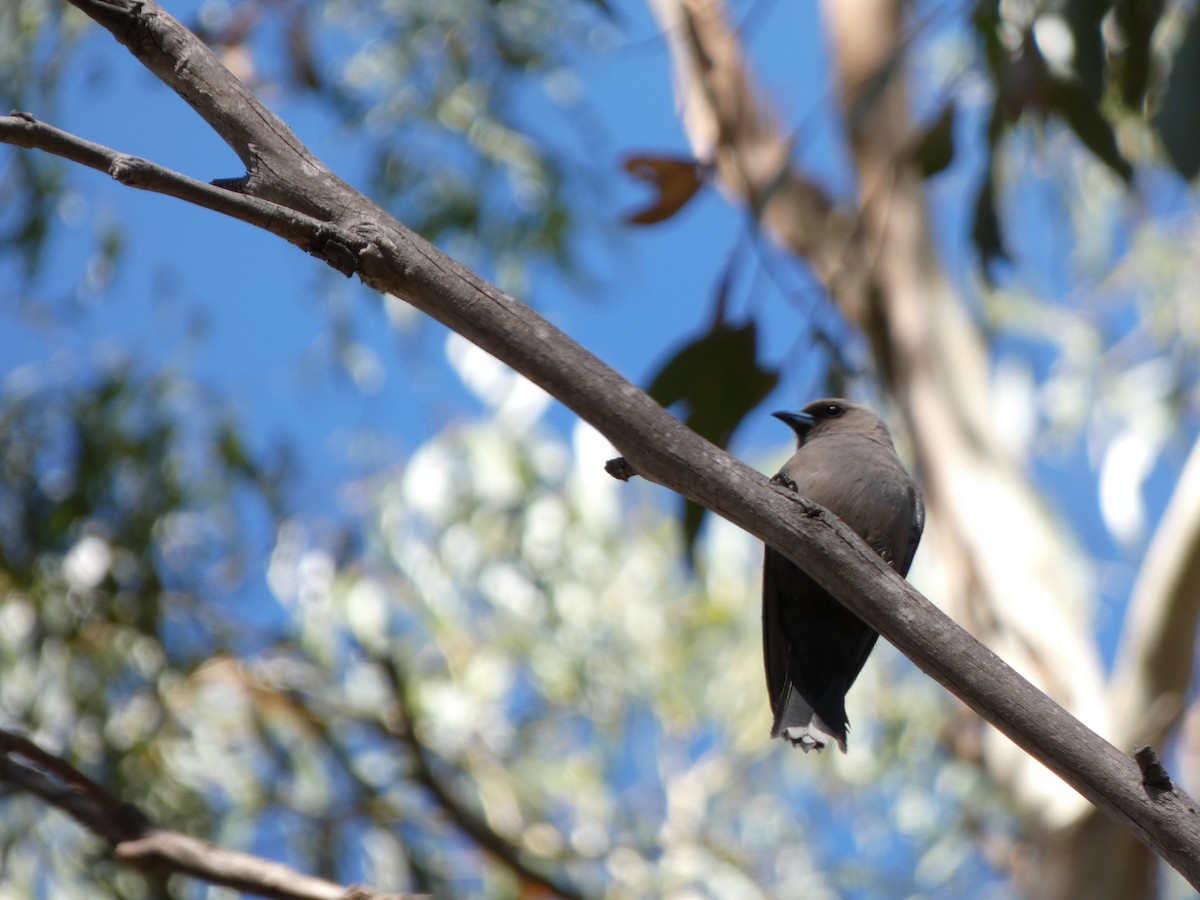 Dusky Woodswallow - ML641432052