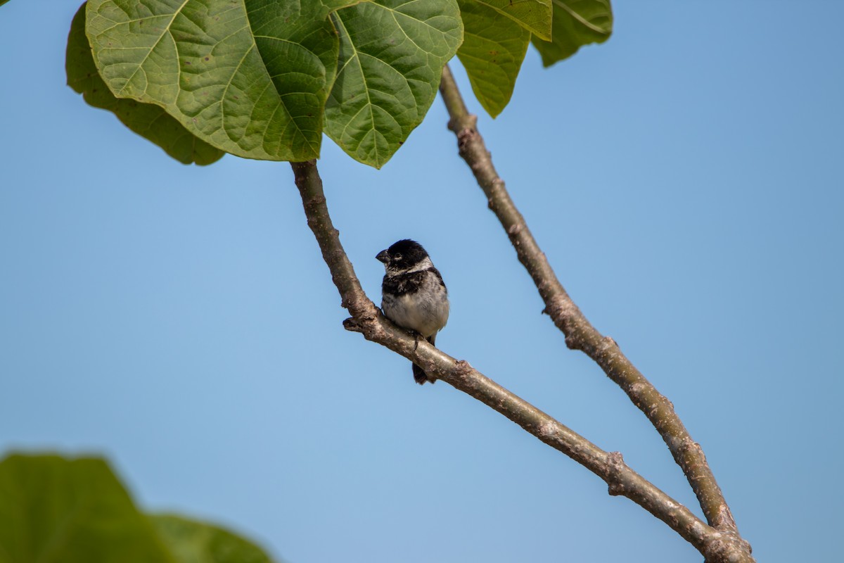 Morelet Tohumculu - ML641432084