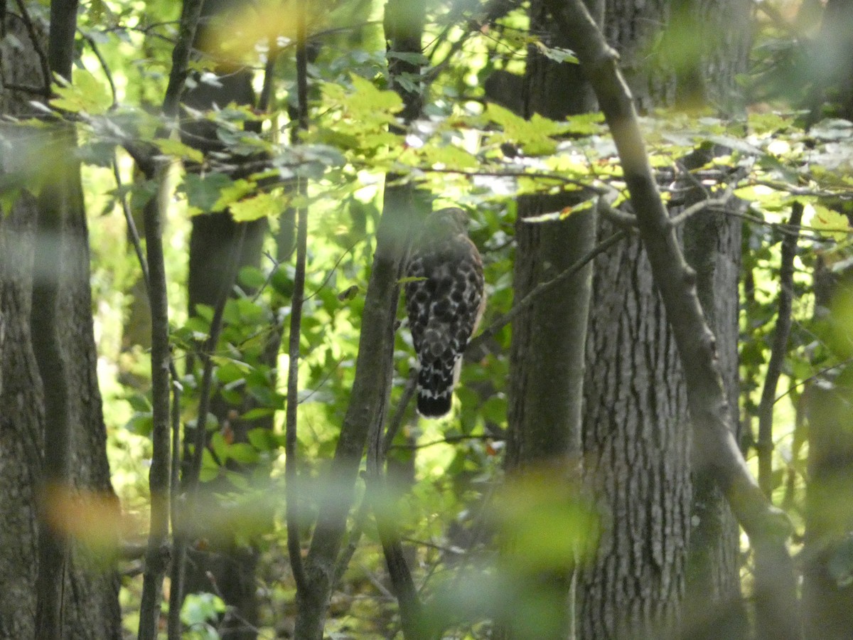Red-shouldered Hawk - ML641432124