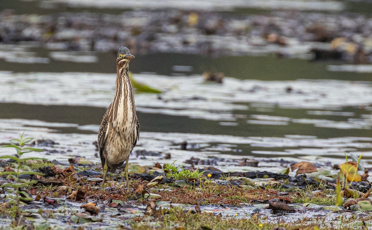 Green Heron - ML641432125