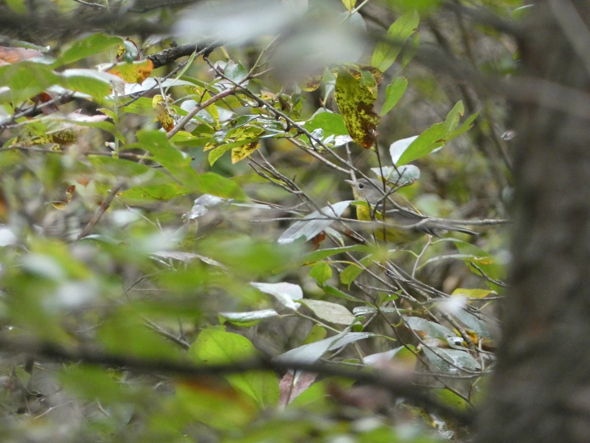 Magnolia Warbler - ML641432137