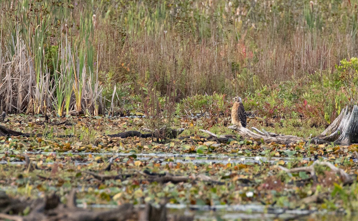 Red-shouldered Hawk (lineatus Group) - ML641432141