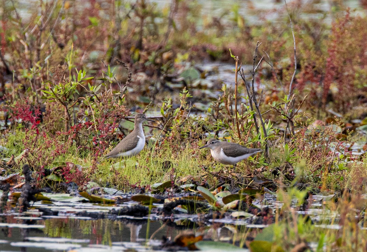Spotted Sandpiper - ML641432147