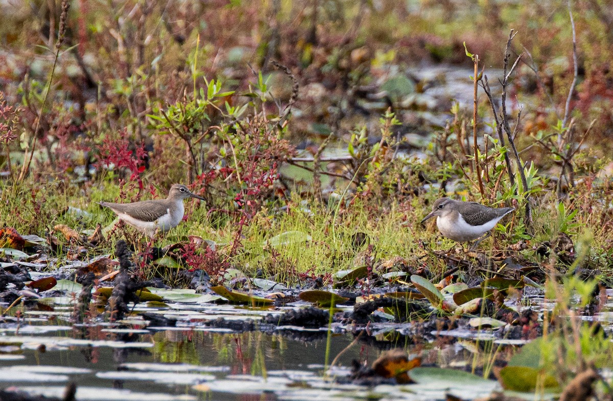 Spotted Sandpiper - ML641432148