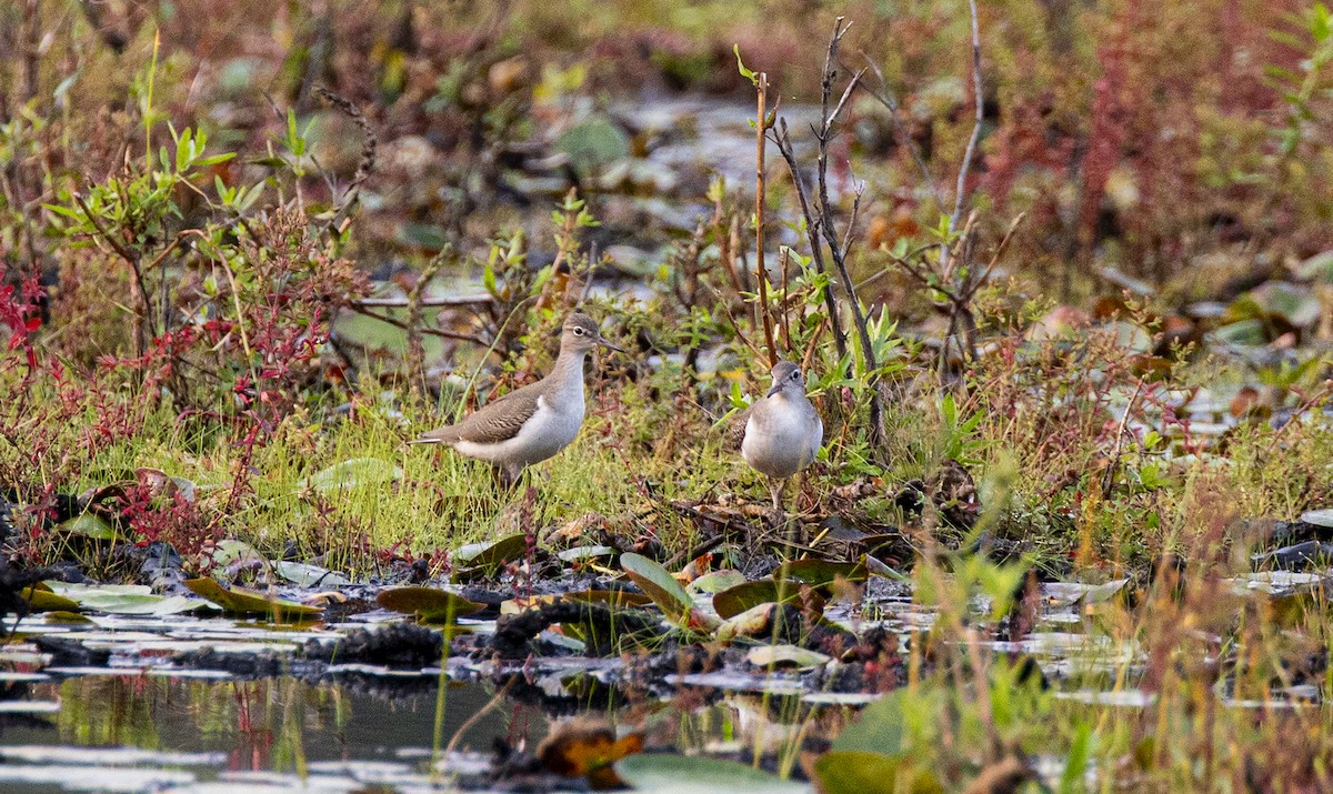 Spotted Sandpiper - ML641432149