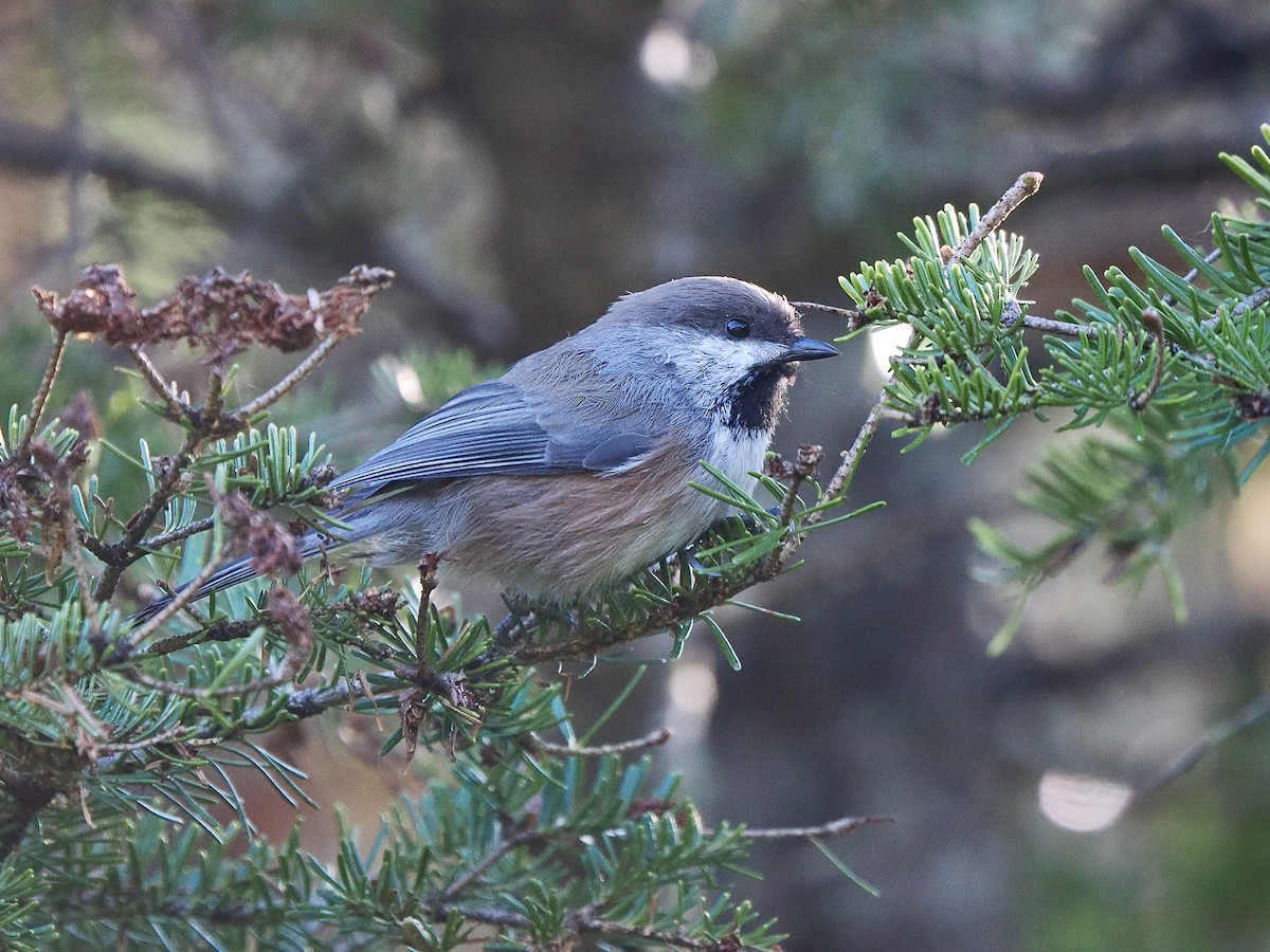 Boreal Chickadee - ML641432151