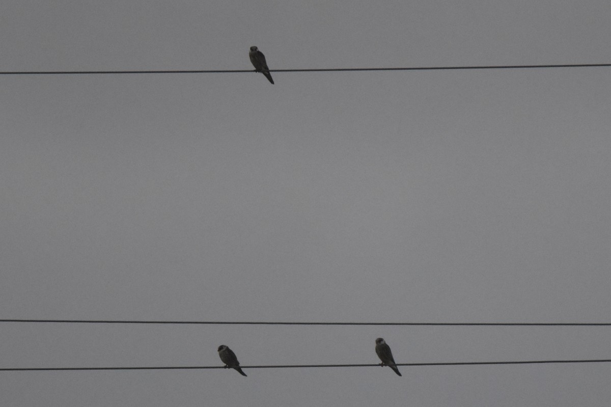 poštolka rudonohá - ML641432157