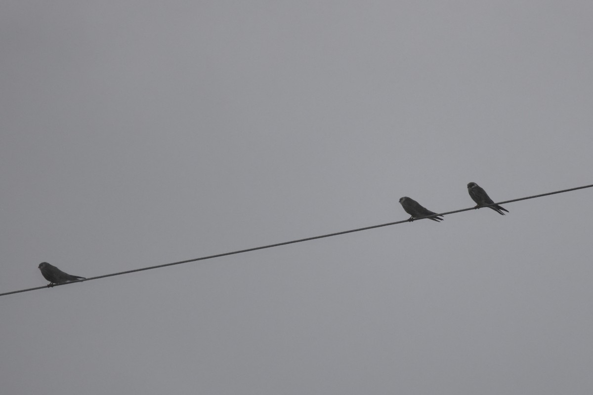 poštolka rudonohá - ML641432158