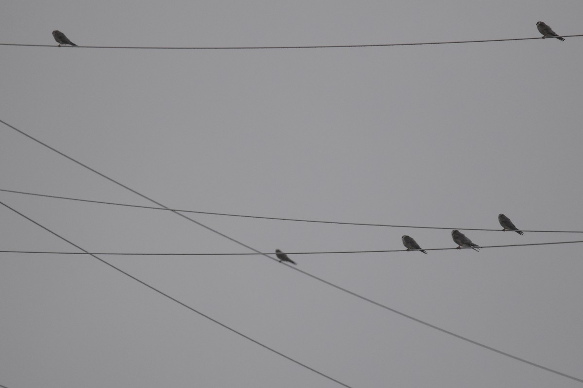 poštolka rudonohá - ML641432159