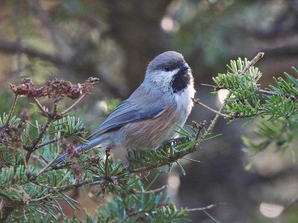 Boreal Chickadee - ML641432194