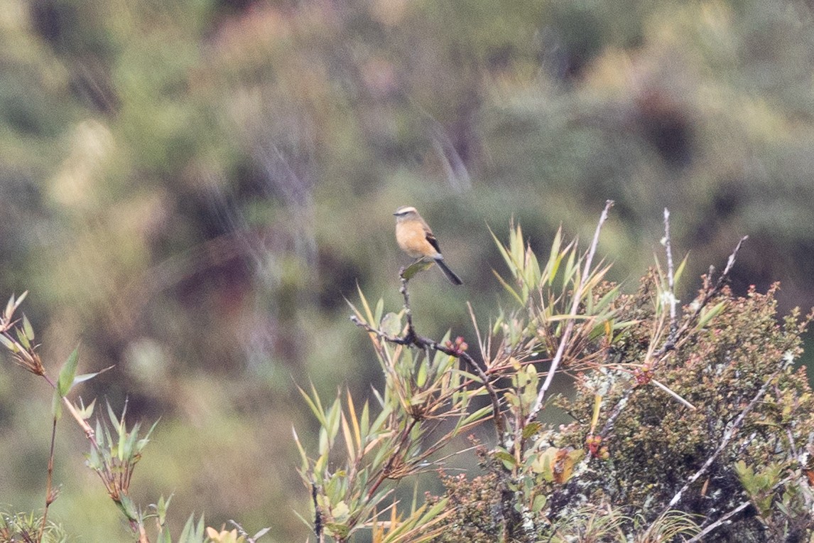 Brown-backed Chat-Tyrant - ML641432215