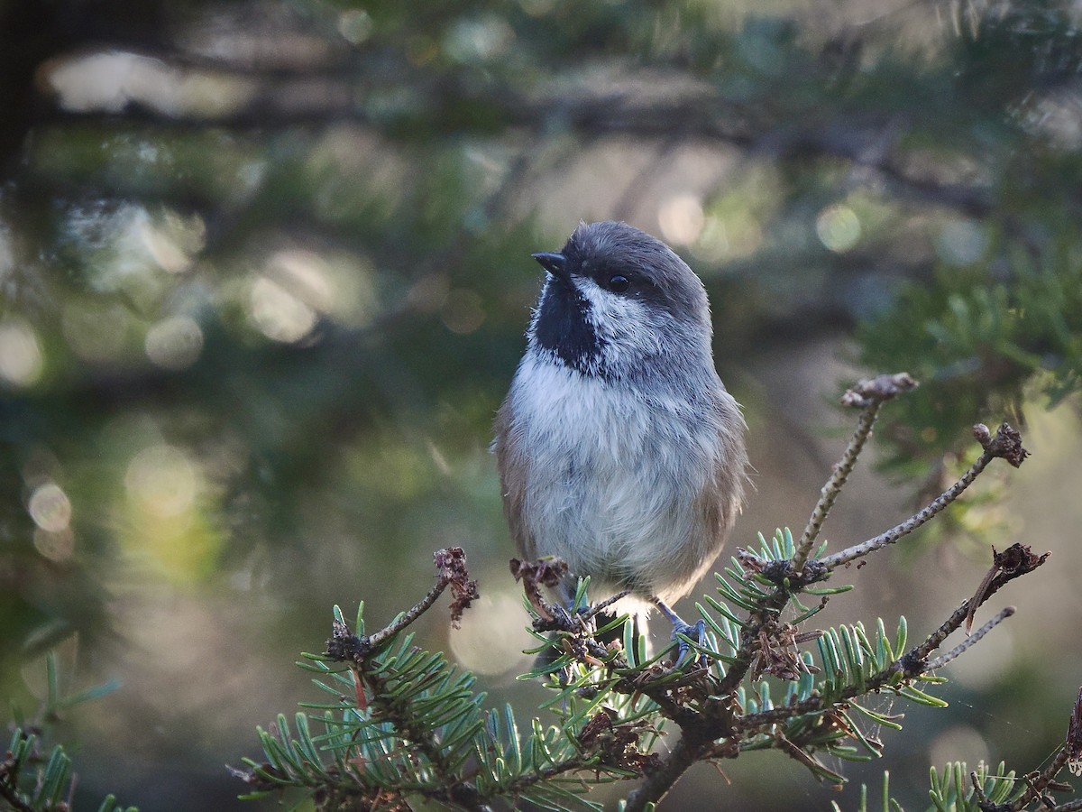 Boreal Chickadee - ML641432254