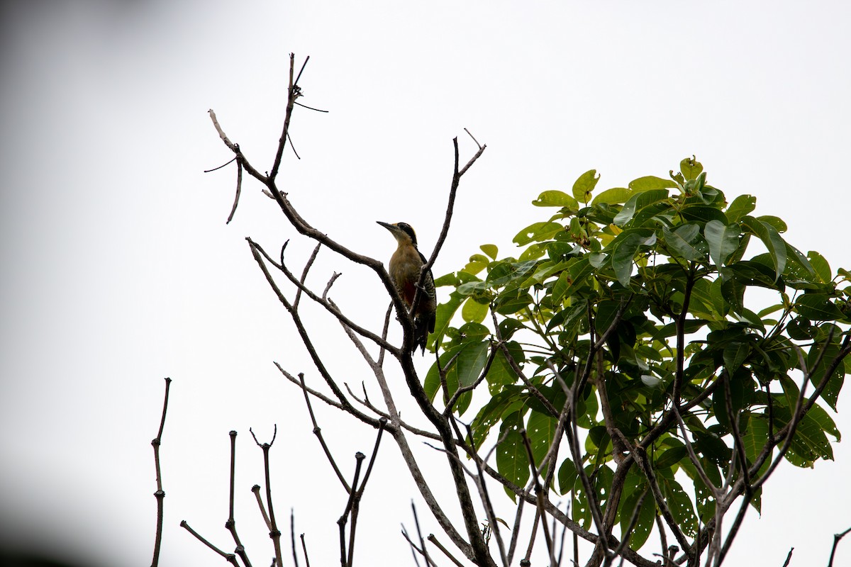 Golden-naped Woodpecker - ML641432263