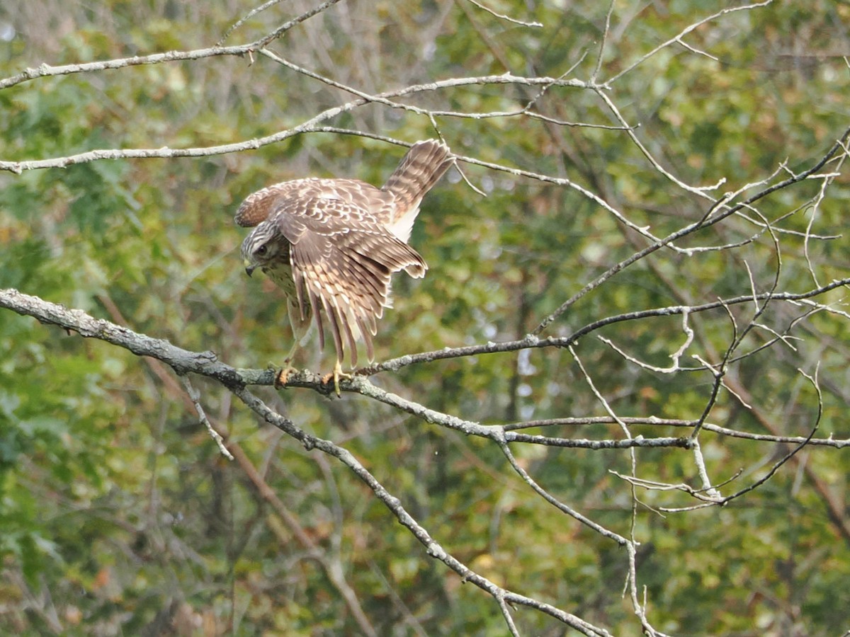 Red-tailed Hawk - ML641432276