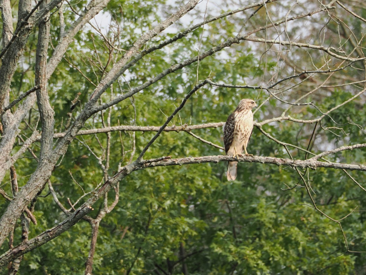 Red-tailed Hawk - ML641432277
