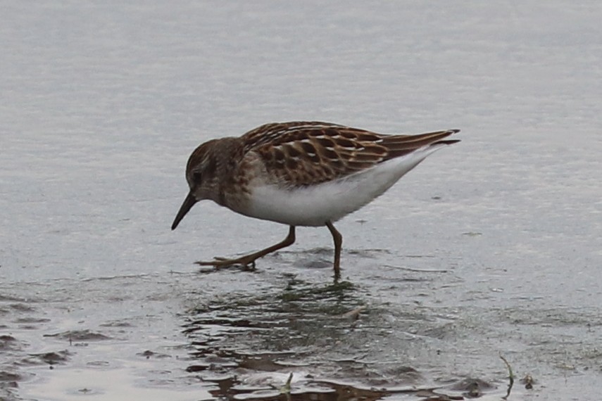 Least Sandpiper - ML641432285