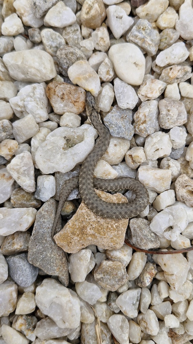 Animals - ML641432288