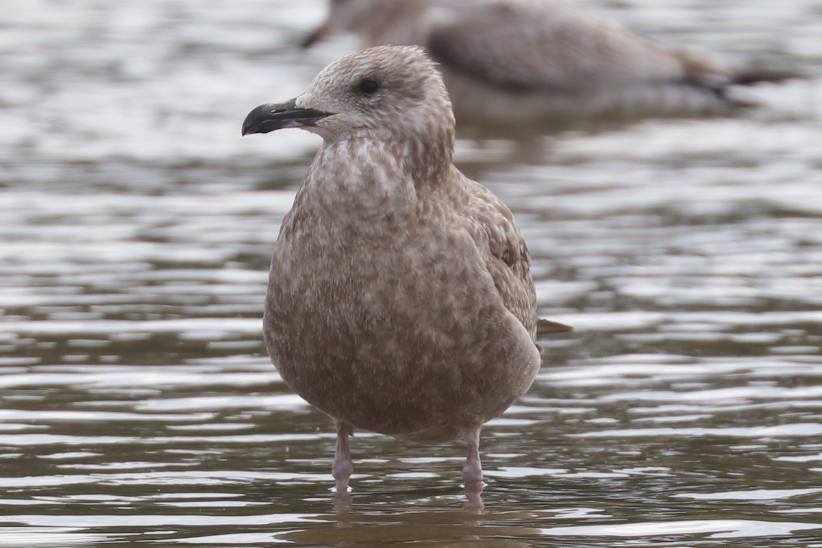 American Herring Gull - ML641432290