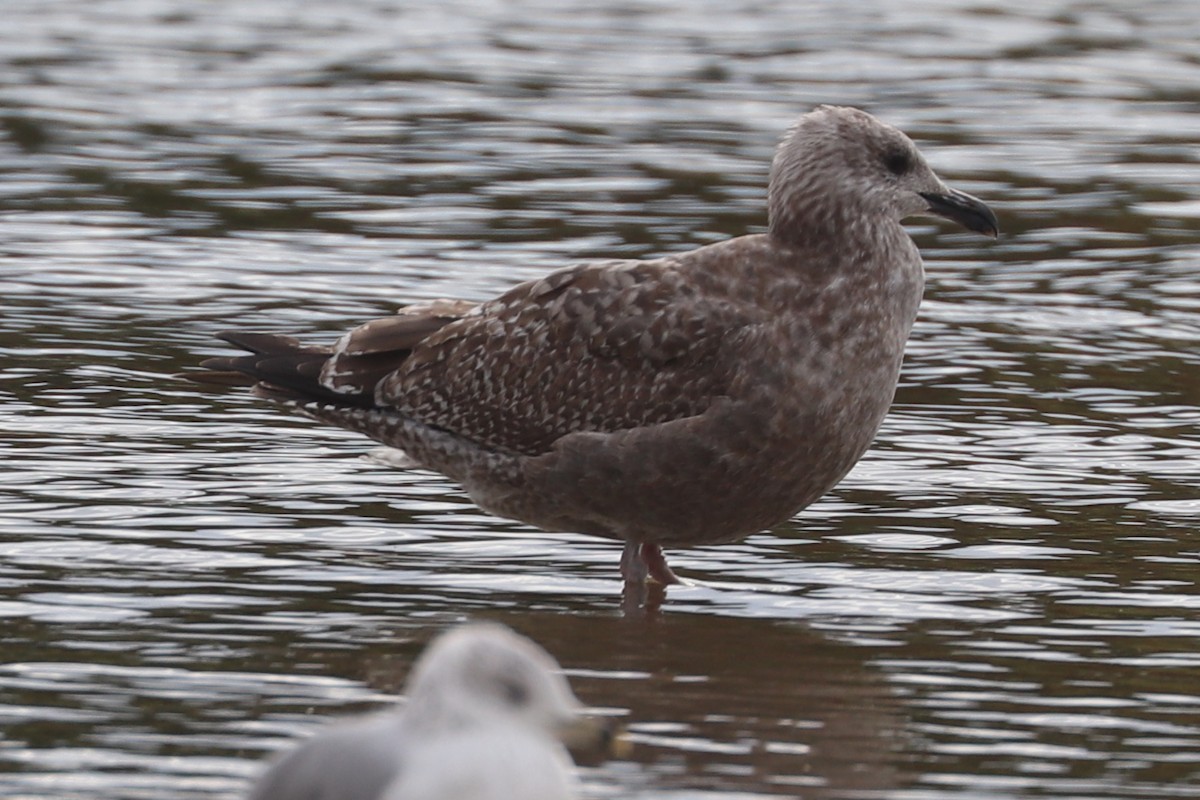 American Herring Gull - ML641432296