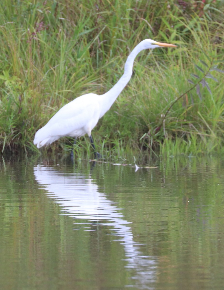 Great Egret - ML641432307