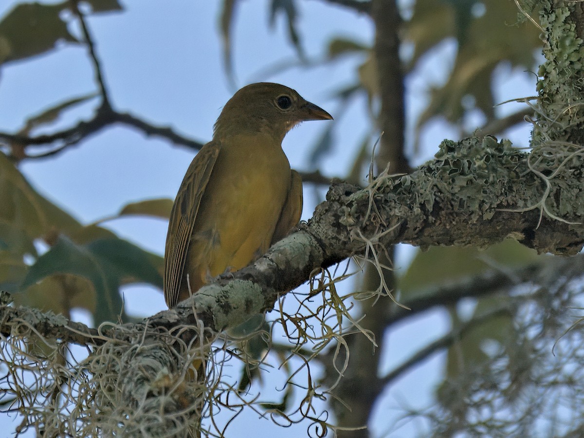 Summer Tanager - ML641432314