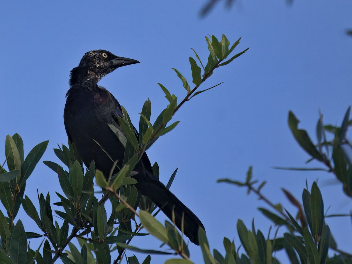 Common Grackle - ML641432315