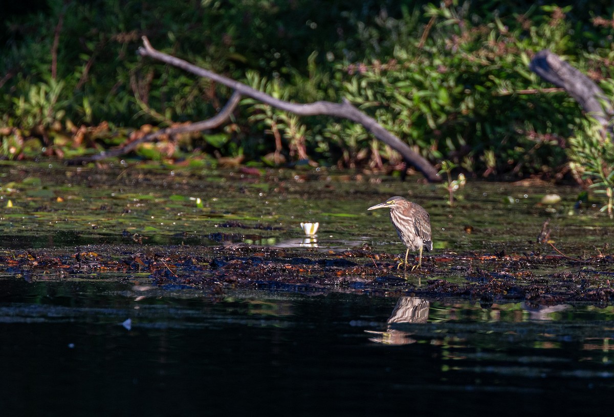 Green Heron - ML641432336