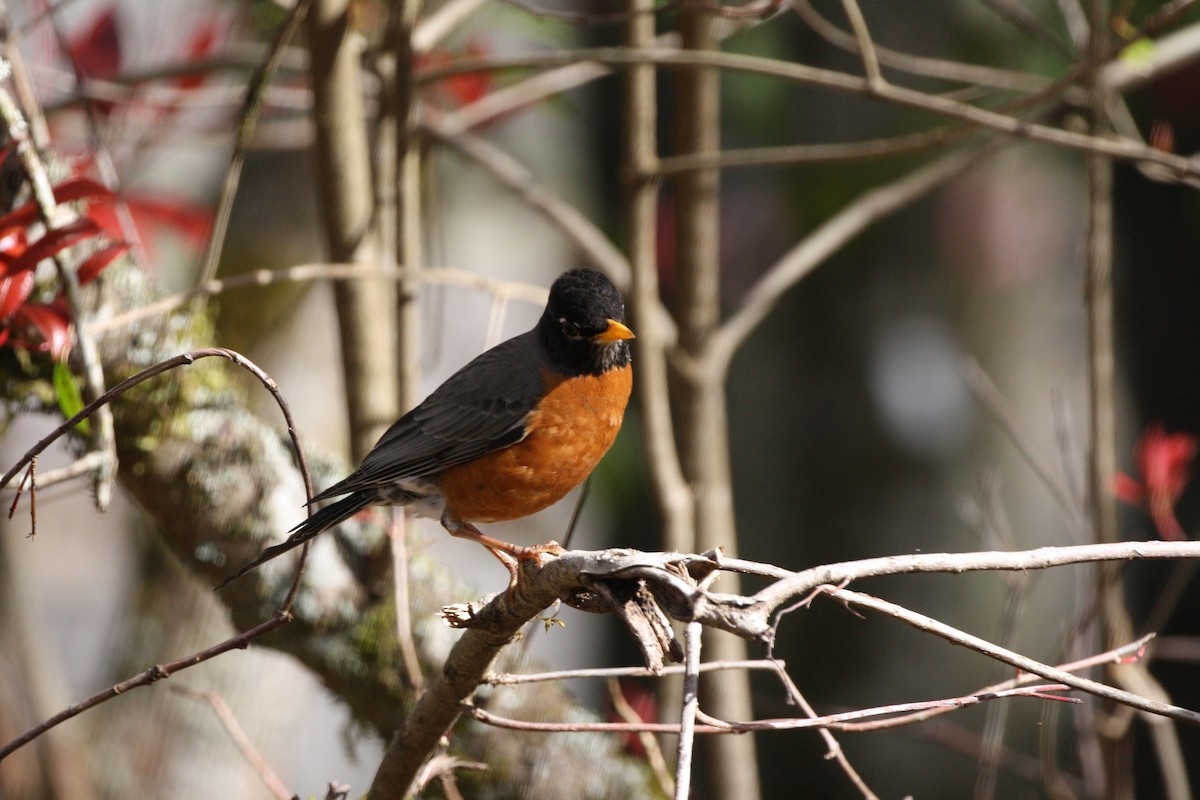 Zozo papargorria - ML641432339