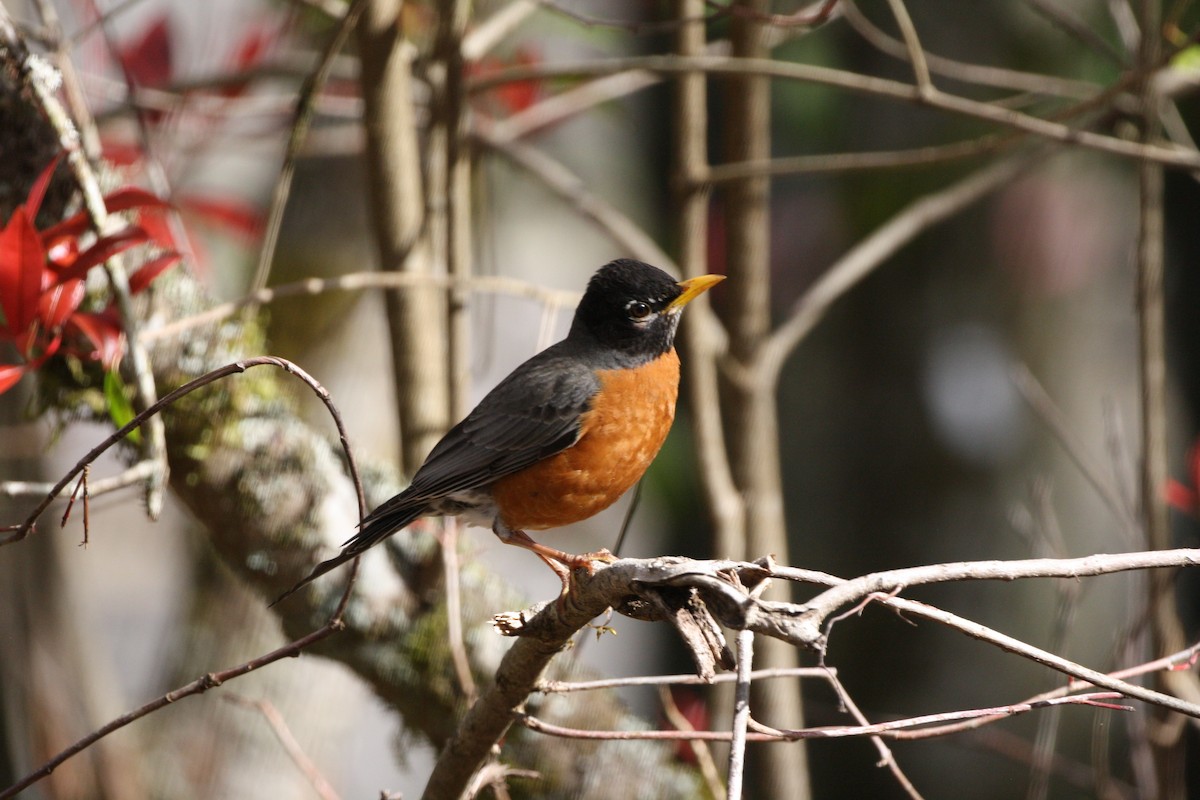 Zozo papargorria - ML641432342
