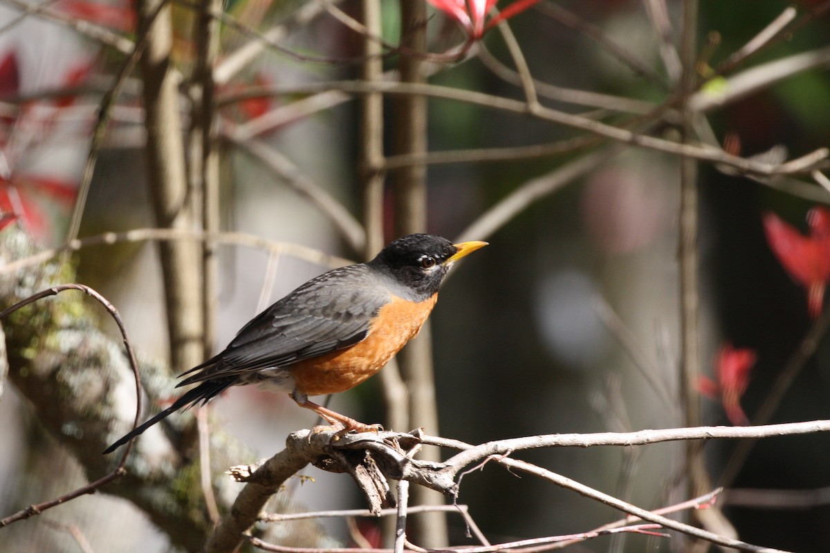 Zozo papargorria - ML641432343