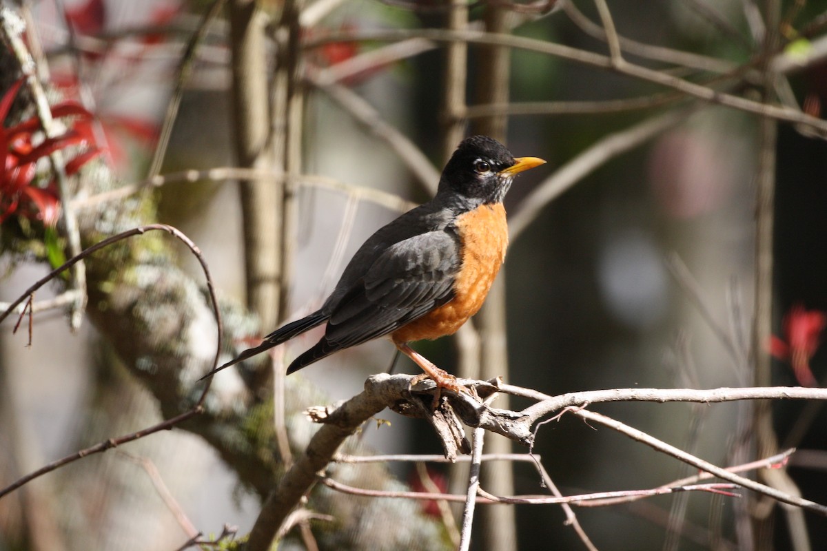 Zozo papargorria - ML641432344